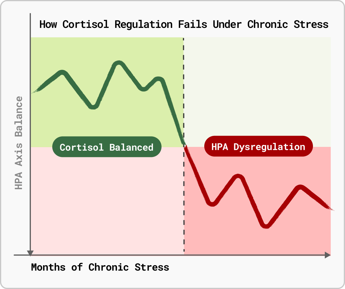 Graphique : comment la régulation du cortisol échoue sous l'effet du stress chronique